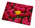 Magnete gigante personalizzato con foto di tulipani