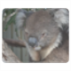 Koala Tappetini Personalizzati