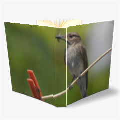 pigliamosche passeriforme Album Fotografico Tessuto 24x30