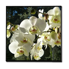 Orchidea bianca Stampe su Legno Moderno