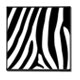 Zebra African Stampe su Legno Moderno