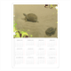 tartarughe Foto Calendario A4 pagina singola