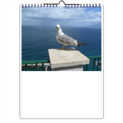 Gabbiano curioso Foto Calendario A4 multi pagina