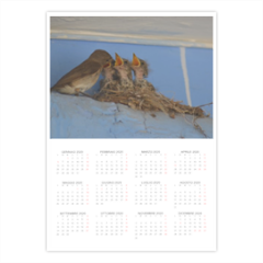 piccoli di pigliamosche Foto Calendario A3 pagina singola