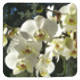 Orchidea bianca Sottobicchieri in Masonite
