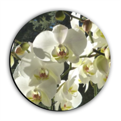 Orchidea bianca Calamite