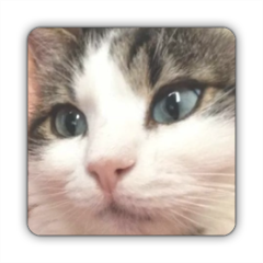 occhi di gatto Stickers quadrato