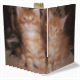 Maine coon cats Diario