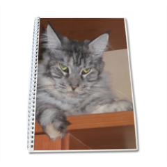 MAINE COON Block Notes A4