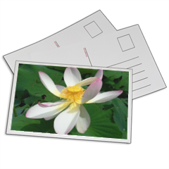 fiore di loto Foto su Cartoline 