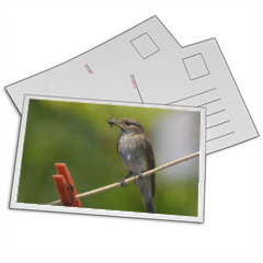pigliamosche passeriforme Foto su Cartoline 