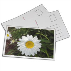 Fiore di campo Foto su Cartoline 