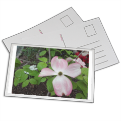 Fiore Rosa Foto su Cartoline 