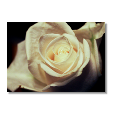 Rose white Stampa su tela - senza telaio