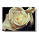 Rose white Stampa su tela - senza telaio