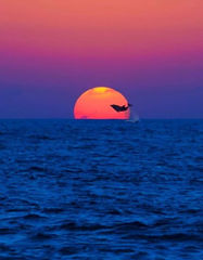 dolphin on the sun