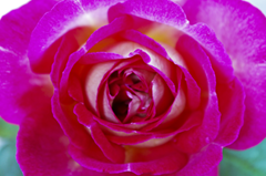 Rosa fluo