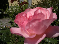 Rosa del mio Giardino