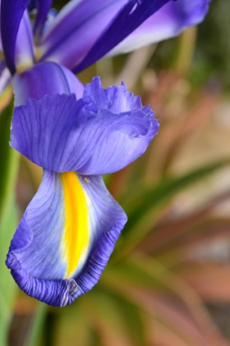 Iris viola