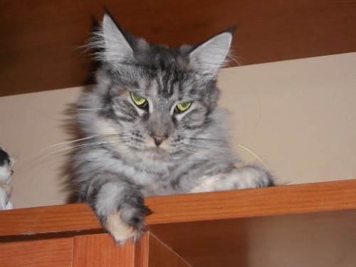 MAINE COON