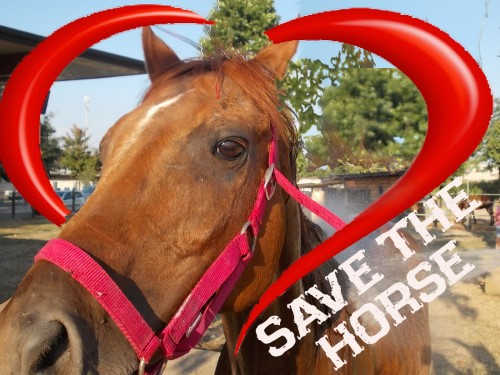 Save Horse2